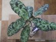 画像6: Aglaonema pictum "PS-B" from Padang Sidempuan【HW1223-01b】No.1