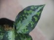 画像2: Aglaonema pictum "type NIRVASH" from P. Nias【AZ0611-3】ver.MES