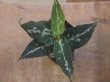 画像3: Aglaonema pictum "TG-6"from Tigalingga【HW1123-01f】No.9