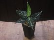 画像4: Aglaonema pictum "TG-6"from Tigalingga【HW1123-01f】No.9