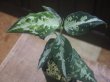 画像4: Aglaonema pictum "PS-F" from Padang Sidempuan【HW1223-01f】No.1