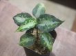 画像1: Aglaonema pictum "type NIRVASH" from P. Nias【AZ0611-3】ver.MES