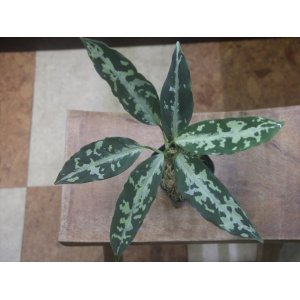 画像: Aglaonema pictum "TG-5" from Tigalingga【HW1123-01e】No.1