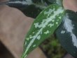 画像3: Aglaonema pictum "TG-7" from Tigalingga【HW1123-01g】No.4