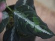 画像4: Aglaonema pictum "PS-B" from Padang Sidempuan【HW1223-01b】No.3