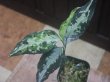 画像2: Aglaonema pictum "PS-F" from Padang Sidempuan【HW1223-01f】No.1