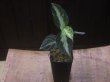 画像4: Aglaonema pictum "HGWTZ PS-4" from Padang Sidempuan【HW0523-29】