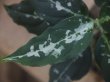 画像2: Aglaonema pictum "TG-7" from Tigalingga【HW1123-01g】No.15