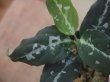 画像2: Aglaonema pictum "TG-6"from Tigalingga【HW1123-01f】No.9