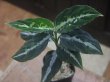 画像2: Aglaonema pictum "PS-B" from Padang Sidempuan【HW1223-01b】No.36