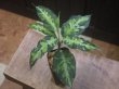 画像2: Aglaonema pictum "White Line Custum" from Sumatera barat【AZ0912-1】