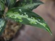 画像2: Aglaonema pictum "type Eureka" from Pulau Nias【AZ0710-9】