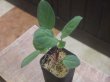 画像2: Homalomena sp. "Circle leaf" from P. Lingga【AZ0517-11】