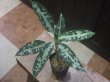 画像4: Aglaonema pictum "TG-5" from Tigalingga【HW1123-01e】No.1