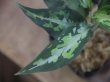 画像3: Aglaonema pictum "type Eureka" from Pulau Nias【AZ0710-9】