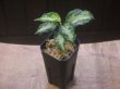 画像4: Aglaonema pictum "type NIRVASH" from P. Nias【AZ0611-3】ver.MES