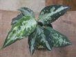 画像1: Aglaonema pictum "PS-F" from Padang Sidempuan【HW1223-01f】No.1