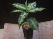 画像5: Aglaonema pictum "White Line Custum" from Sumatera barat【AZ0912-1】