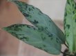 画像3: Aglaonema pictum "ちゃんぷーる" from Pulau Pade【AZ1020-5】No.15