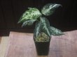 画像5: Aglaonema pictum "PS-F" from Padang Sidempuan【HW1223-01f】No.1