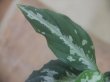 画像4: Aglaonema pictum "TG-7" from Tigalingga【HW1123-01g】No.4