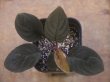 画像1: Homalomena sp. "Red leaf" from Kalbar【AZ0823-2】