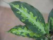 画像4: Aglaonema pictum "White Line Custum" from Sumatera barat【AZ0912-1】