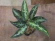 画像1: Aglaonema pictum "type Eureka" from Pulau Nias【AZ0710-9】