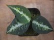 画像1: Aglaonema pictum "龍波" TG-4 from Tigalingga【HW1123-01d】No.2