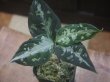 画像3: Aglaonema pictum "PS-F" from Padang Sidempuan【HW1223-01f】No.1