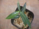 画像: Aglaonema vittatum from Pulau Lingga【HW0824-06】