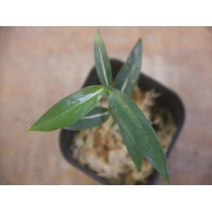 画像: Aglaonema vittatum from Pulau Lingga【HW0824-06】