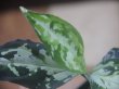 画像4: Aglaonema pictum "PS-F" from Padang Sidempuan【HW1223-01f】No.1