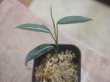 画像2: Aglaonema vittatum from Pulau Lingga【HW0824-06】