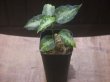 画像4: Aglaonema pictum "type NIRVASH" from P. Nias【AZ0611-3】ver.MES