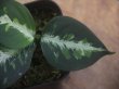 画像3: Aglaonema pictum "龍波" TG-4 from Tigalingga【HW1123-01d】No.2