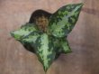 画像3: Aglaonema pictum "type NIRVASH" from P. Nias【AZ0611-3】ver.MES