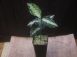 画像5: Aglaonema pictum "HGWTZ PS-4" from Padang Sidempuan【HW0523-29】