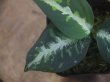 画像2: Aglaonema pictum "龍波" TG-4 from Tigalingga【HW1123-01d】No.2