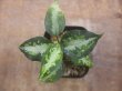 画像2: Aglaonema pictum "type NIRVASH" from P. Nias【AZ0611-3】ver.MES