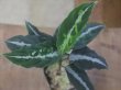 画像1: Aglaonema pictum "PS-B" from Padang Sidempuan【HW1223-01b】No.36