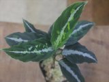 画像: Aglaonema pictum "PS-B" from Padang Sidempuan【HW1223-01b】No.36