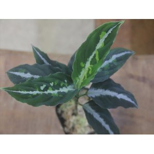 画像: Aglaonema pictum "PS-B" from Padang Sidempuan【HW1223-01b】No.36