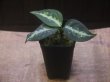 画像5: Aglaonema pictum "龍波" TG-4 from Tigalingga【HW1123-01d】No.2