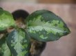 画像3: Aglaonema pictum "type NIRVASH" from P. Nias【AZ0611-3】ver.MES