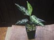 画像5: Aglaonema pictum "PS-F" from Padang Sidempuan【HW1223-01f】No.1