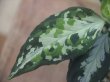 画像3: Aglaonema pictum "PS-F" from Padang Sidempuan【HW1223-01f】No.1