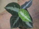 画像: Aglaonema pictum "HGWTZ PS-4" from Padang Sidempuan【HW0523-29】