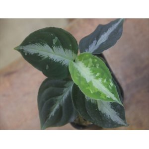 画像: Aglaonema pictum "HGWTZ PS-4" from Padang Sidempuan【HW0523-29】