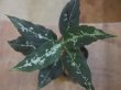 画像1: Aglaonema pictum "TG-7" from Tigalingga【HW1123-01g】No.15